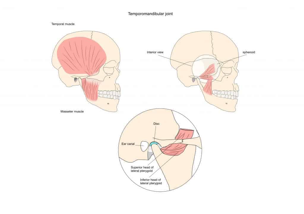 Temporo-mandibular joint